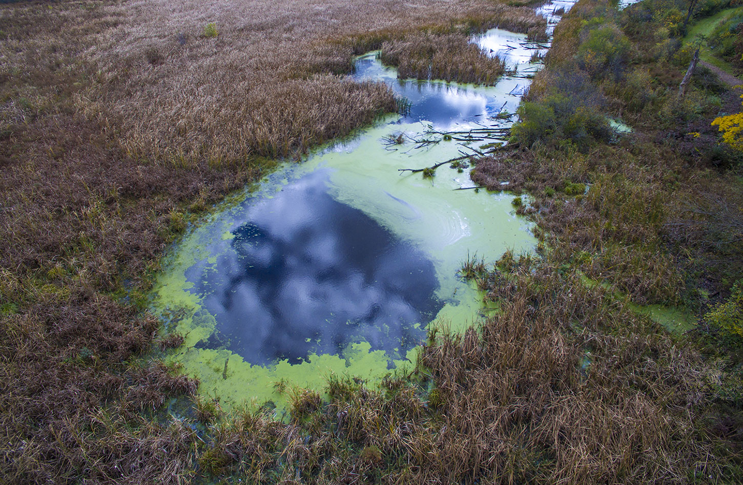 Guided Tours at the Volo Bog